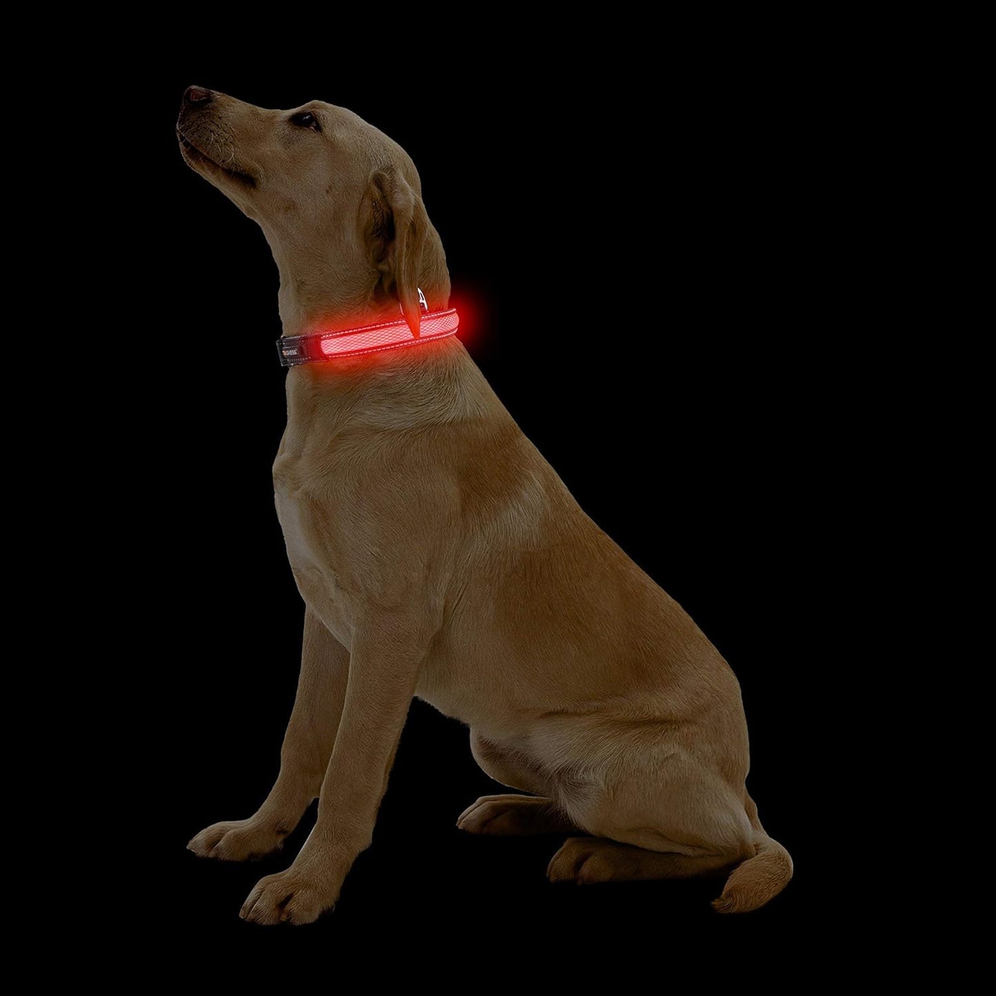 Petzi LED - Hundhalsband - Petzi Djurtillbehör
